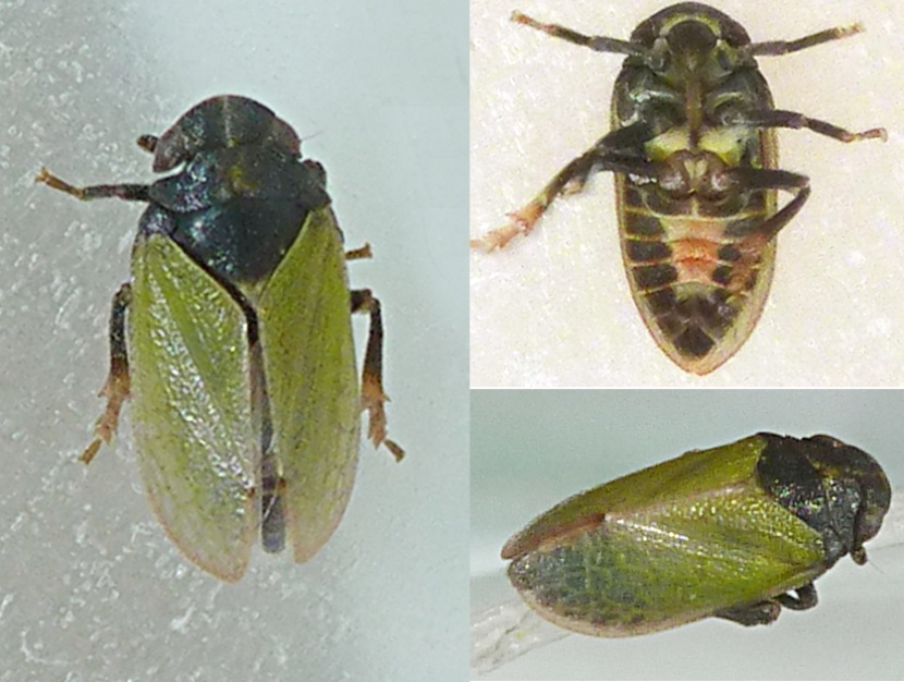 Réf. 189714 — INSECTA > Homoptera > Tettigometridae > Tettigometra